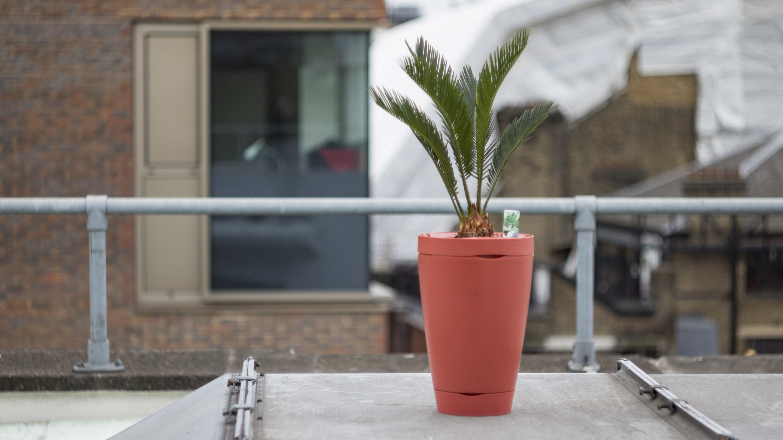 Ulasan Parrot Pot: Pot tanaman yang menjadikan hijau anda tetap hidup